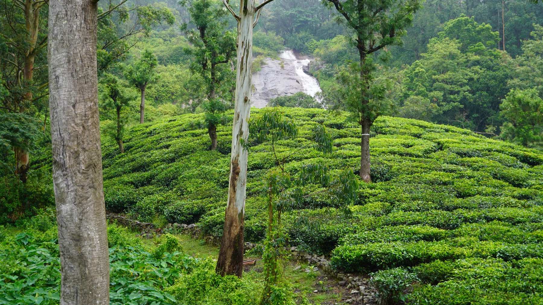 Valparai